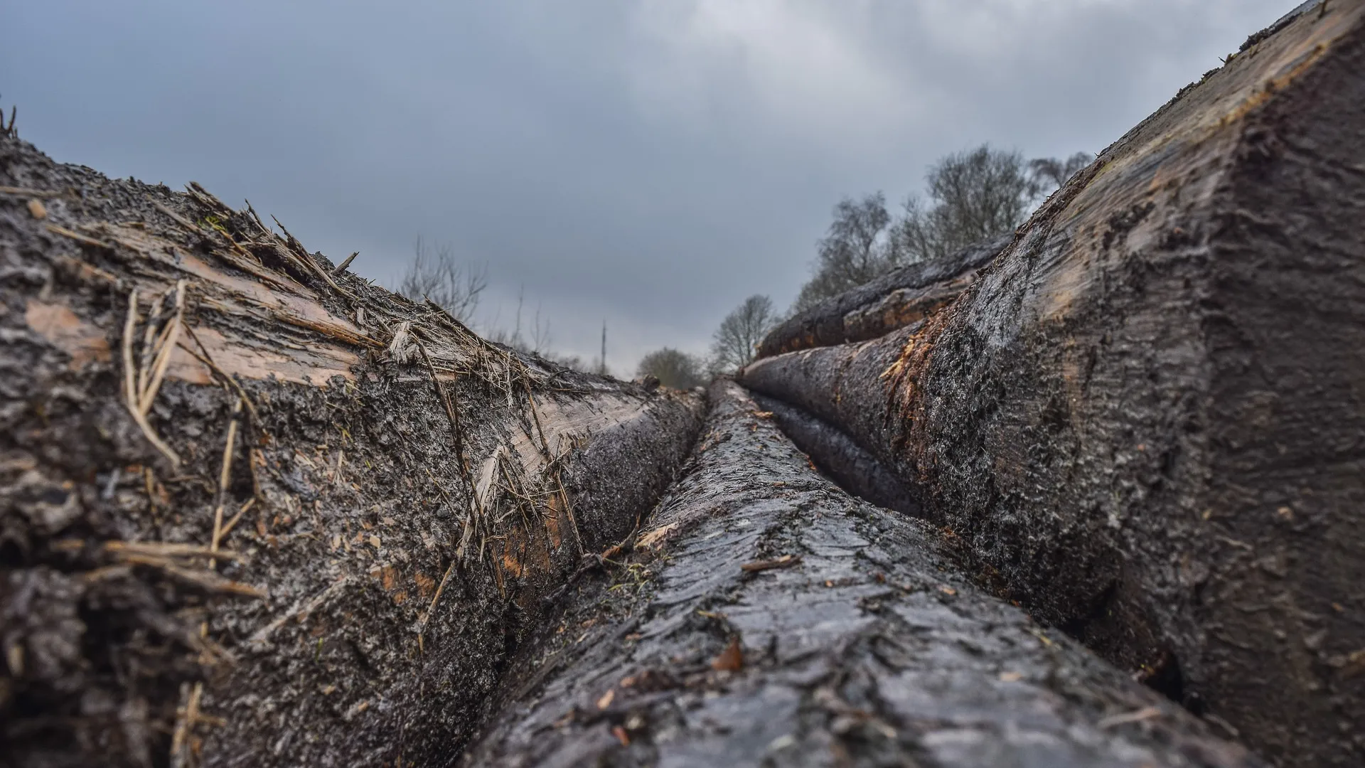 Rubrik-Naturschutz-pixabay-MichaelGaida-wood-4745764_1920